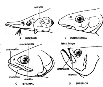 Gambar 2.11. Bagian letak mulut ikan (Bond, 1979,hal. 42)  Sumber : https://ngapakers.com/morfologi-ikan/ 