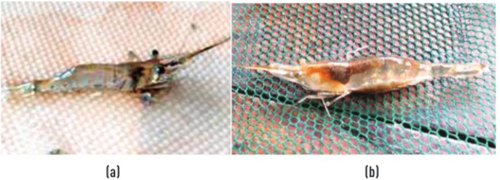 Gambar 23. Dua jenis udang di DAS Pakerisan, (a) Macrobrachium lanchesteri dan (b) Caridina sp