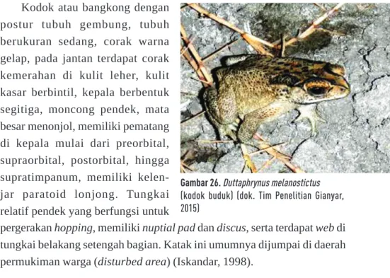 Gambar 27. Ingerophrynus biporcatus  (kodok puru hutan) (dok. Tim Penelitian Gianyar,  2015)