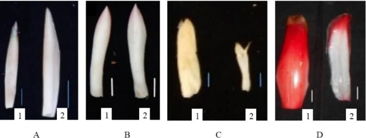Gambar  2.  Braktea  steril  (1)  dan  Fertil  (2)  :  A.  H.leonurus  B.  E.  megalocheilos  C