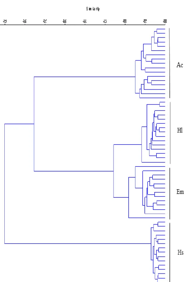 Gambar 3. Dendrogram similaritas antara 60 STO individu pada keempat spesies 