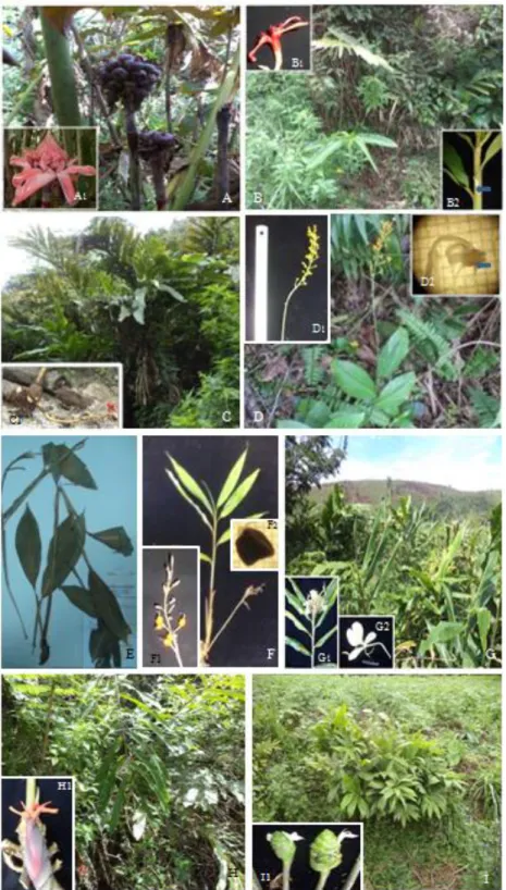 Gambar  2.  Gambar  jenis-jenis  Zingiberaceae  yang  ditemukan  di  gunung  Talang.  A