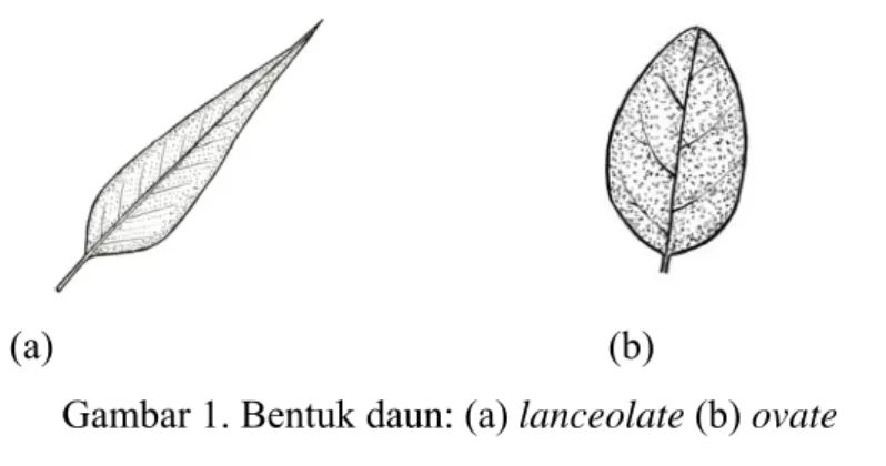 Gambar 1. Bentuk daun: (a) lanceolate (b) ovate          Sumber: http://www.smccd.net/accounts/leddy/leafshapes.htm 