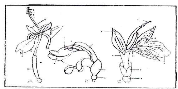 Gambar 2.1. Beberapa bunga Zingiberaceae  