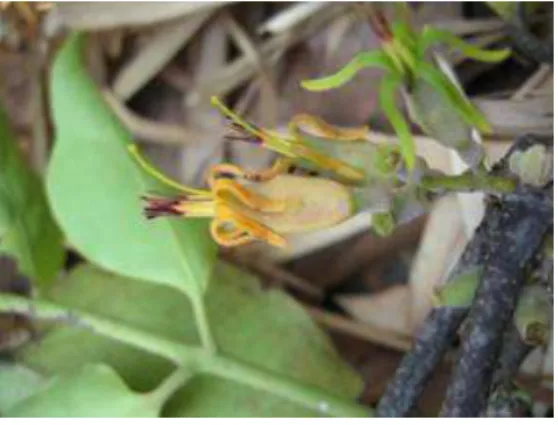 Gambar : Dendropthoe petandra (L.) Miq.   