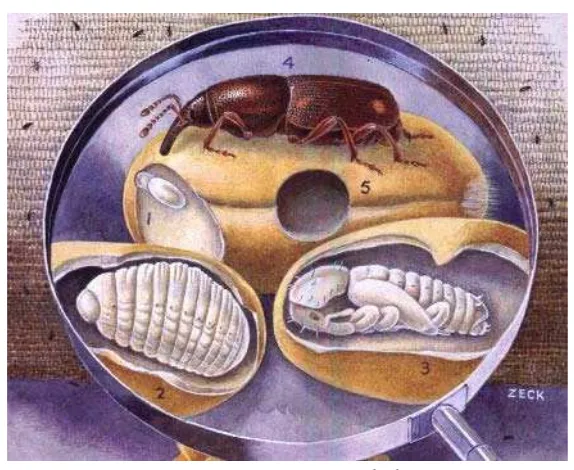 Gambar 1: Telur, larva, pupa dan imago S. oryzae Sumber: http://www.the-piedpiper.co.uk/th7c.htm 