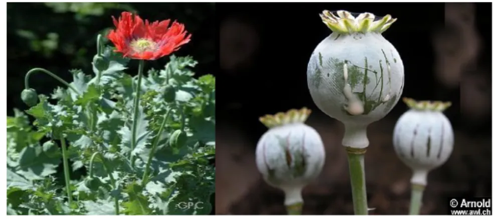 Gambar 2.1 Bunga Opium