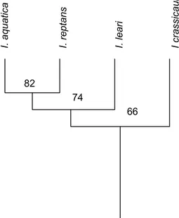 Gambar 1. Hubungan kekerabatan genus Ipomoea  berdasarkan karakater morfologi. 