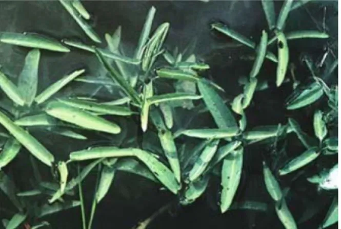Gambar 2.3 Kangkung air (Ipomoea aquatica Forsk.)  