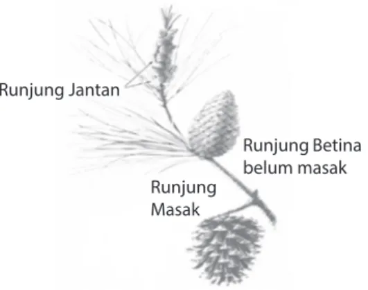 Gambar pinus lobloli (a) runjung jantan, (b) runjung betina, (c) runjung masak