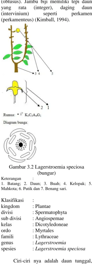 Gambar 3.2 Lagerstroemia speciosa  (bungur)  