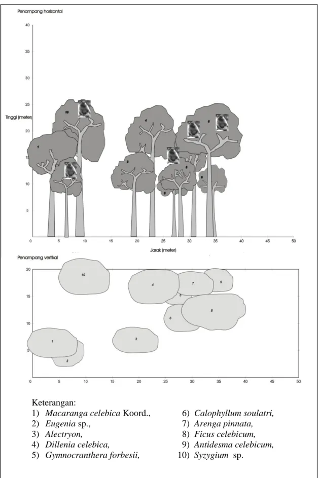 Gambar  1  Profil pohon tidur di plot  A (daerah Pinangunian) 