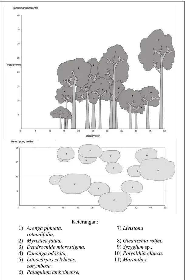 Gambar 3  Profil pohon tidur di plot C (daerah Temboan). 