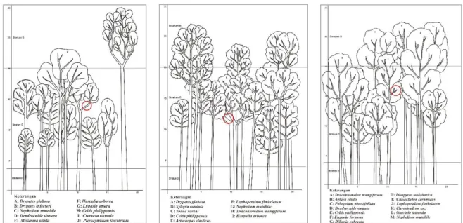 Gambar 4. Diagram profil vegetasi petak perjumpaan kuskus beruang: a. pertama, b. kedua, c