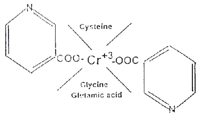 Gambar 1. Struktur ikatan kromium dengan asam  nikotinat dan asam amino  glutation  