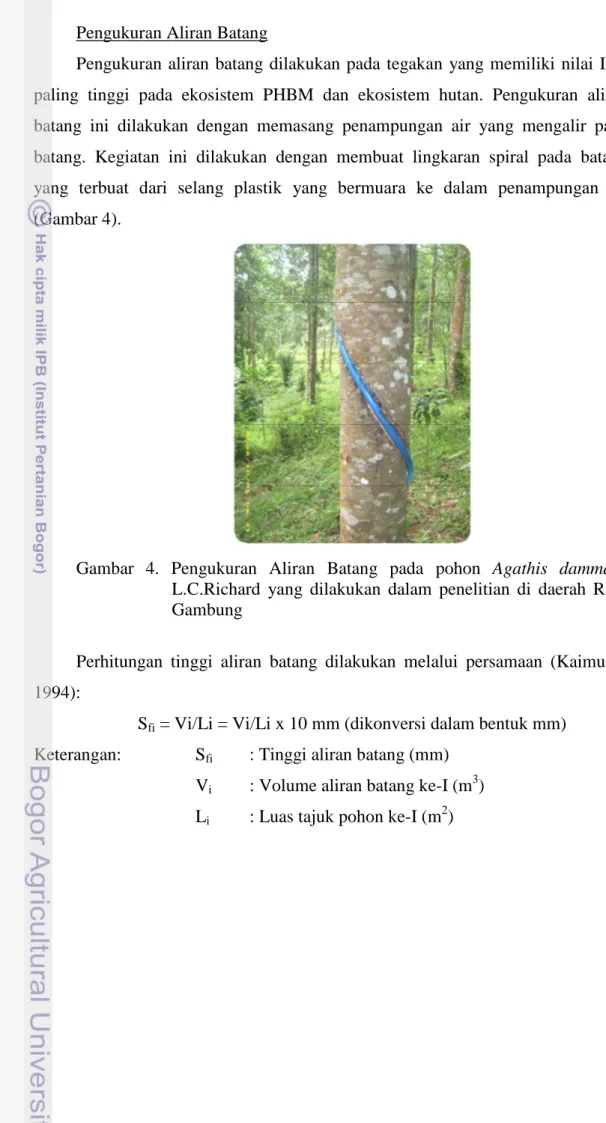 Gambar  4.  Pengukuran  Aliran  Batang  pada  pohon  Agathis  dammara  L.C.Richard  yang  dilakukan  dalam  penelitian  di  daerah  RPH  Gambung 