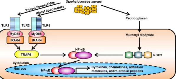 Gambar 5. Pola pengenalan reseptor pada pertahanan host terhadap infeksi kulit S. aureus 14,26  Keratinosit  mengekspresikan  model  reseptor  pengenalan  seperti  Toll-like  receptor  2  (TLR2)  yang  mengenali  lipopeptida  dan  lipoteichoic  acid  S