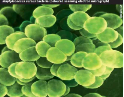 Gambar 1. Morfologi Staphylococcus aureus 9 