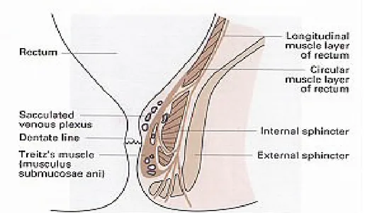 Gambar 1.Bantalan hemorrhoid (dari www.hemorrhoid.net)