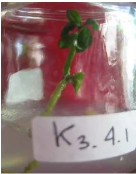 Gambar 4.4.1 diketahui bahwa kinetin cenderung memengaruhi jumlah daun seiring 