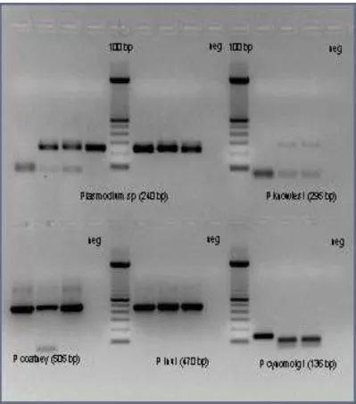 Gambar 2.      Visualisasi hasil amplifikasi DNA pada sampel monyet dengan     primer   Plasmodium spp, P.knowlesi, P