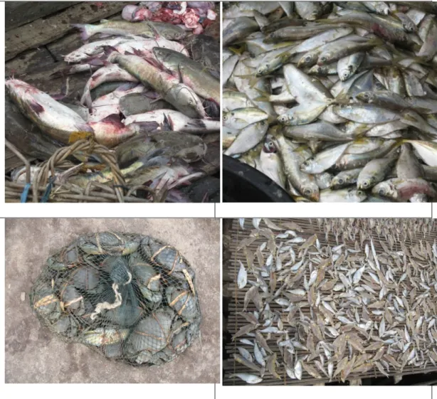 Gambar 4.3 Berbagai Jenis Ikan Hasil Tangkapan Nelayan Teluk Palabuhanratu