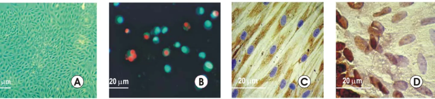 Gambar 8.  Fibroblas. (A) Kultur fibroblas konfluen. (B) Pemeriksaan sel hidup dengan pengecatan H 33342-Propidium Iodide