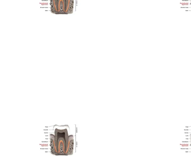Gambar 3. (Aulia; 2012) Gigi dan Jaringan Periodontium