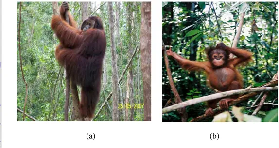 Gambar  1.  Morfologi tubuh Orangutan Borneo (Kalimantan) (a) Orangutan  jantan dewasa berumur lebih dari 20 tahun (b) Orangutan anak  berumur kurang dari 3 tahun 