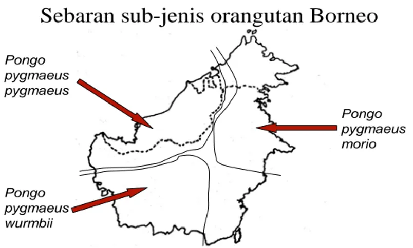 Gambar 3 dan  4 dibawah memperlihatkan bagaimana orangutan ter  distribusi di wilayah Borneo ( Kalimantan, Sabah dan Serawak ), dan dapat pula  dilihat bahwa orangutan borneo (Pongo pygmaeus) berdasarkan region di Borneo  terbagi lagi menjadi 3 sub spesies : 
