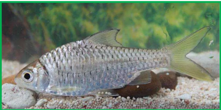 Gambar 2.1 Ikan Cencen (Mystacoleucus marginatus);(Foto: Bertua, 2013) 