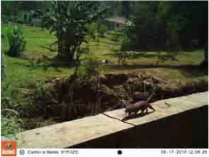 Gambar 8.  Berang-berang  jawa  (Aonyx  cinereus)  yang  ter- ter-tangkap camera trap di Taman Kehati PT