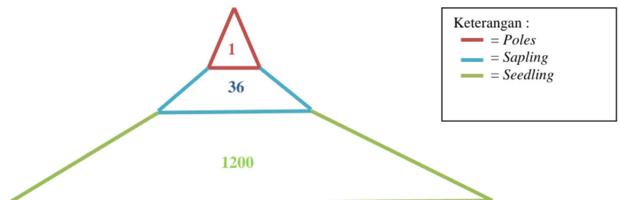 Gambar  2.  Bentuk  piramida  umur  populasi  pasak  bumi  (E.  longifolia)  pada  hutan  alami  di  Jorong Pinang Nagari Durian Gadang Kabupaten Sijunjung dalam 100 m 2 