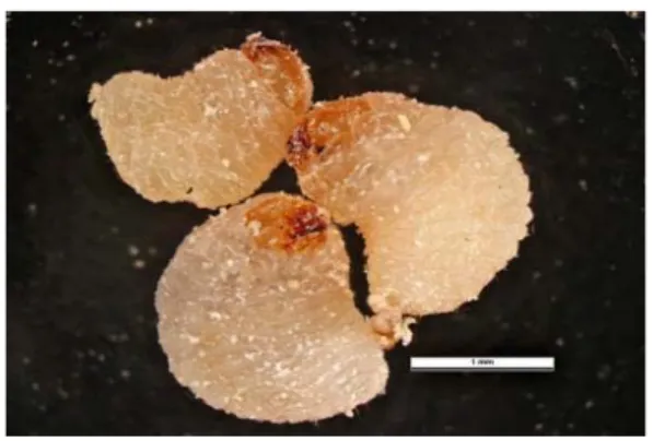 Gambar 2. Larva  Sitophylus sp.