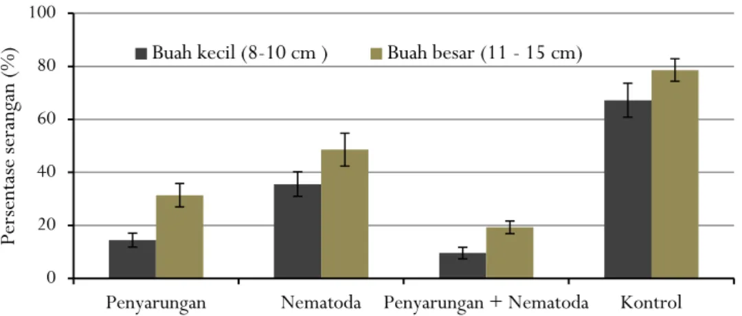 Gambar 2. Persentase serangan PBK setelah perlakuan nematoda Heterorhabditis sp. dan penyarungan buah   Figure 2