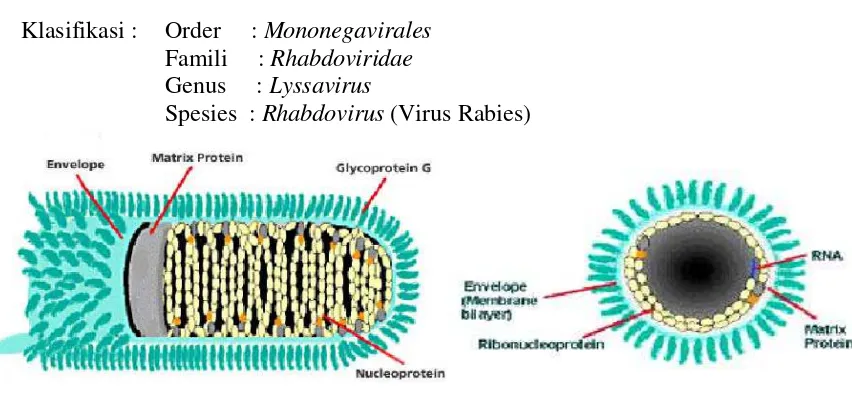 Gambar. 2.1Virus Rabies : Penampang Memanjang (a) dan Melintang (b) 
