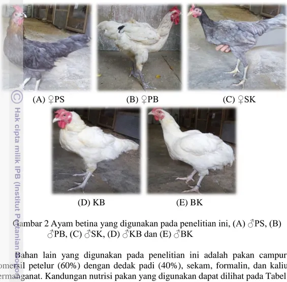 Gambar 2 Ayam betina yang digunakan pada penelitian ini, (A) ♂PS, (B)   