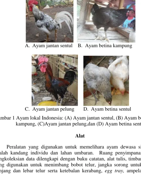 Gambar 1 Ayam lokal Indonesia: (A) Ayam jantan sentul, (B) Ayam betina  kampung, (C)Ayam jantan pelung,dan (D) Ayam betina sentul