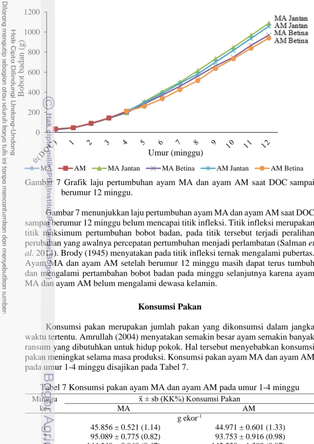 Gambar  7  Grafik  laju  pertumbuhan  ayam  MA  dan  ayam  AM  saat  DOC.sampai  berumur 12 minggu