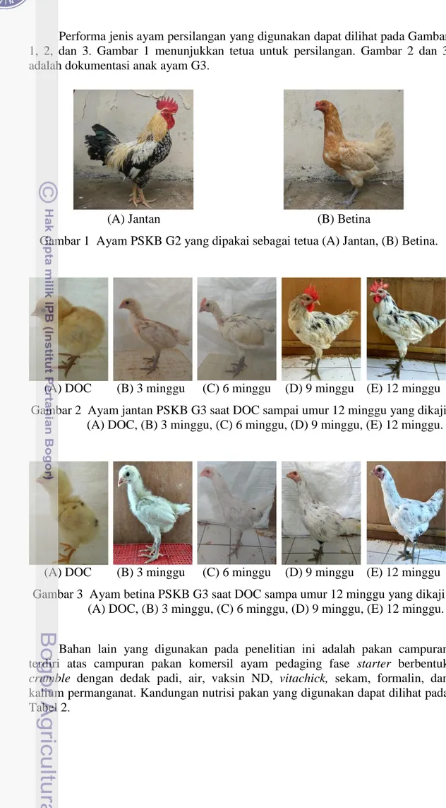 Gambar 1  Ayam PSKB G2 yang dipakai sebagai tetua (A) Jantan, (B) Betina. 