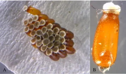 Gambar 3. Telur R. fuscipes ; A. koloni telur; B. bentuk telur 