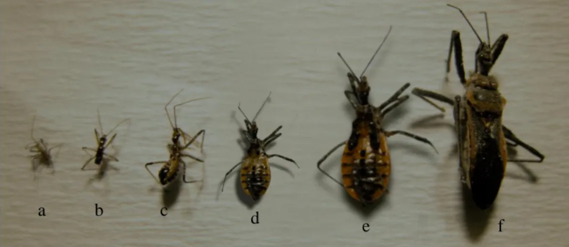 Gambar  4. Perkembangan instar  R. fuscipes; a. instar 1, b. instar 2, c.instar 3, d. 