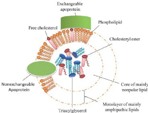 Gambar 2. Struktur Umum Lipoprotein 