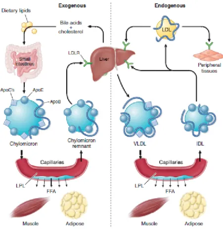 Gambar 3. Metabolisme Lipoprotein jalur endogen dan eksogen 