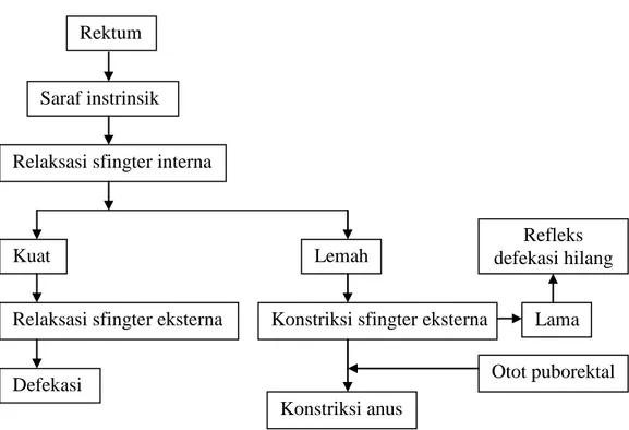 Gambar 2.1 Patofisiologi defekasi (Van Der Plas dkk., 2000)  2.1.5  Gejala dan tanda klinis 