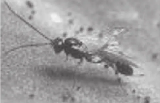 Gambar 2. Larva P. xylostella Gambar 3. Parasitoid Diadegma semiclausum