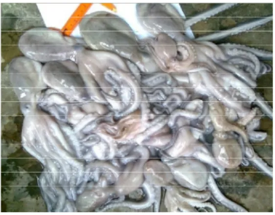 Gambar 5 : Gurita ( Octopus cyanea)      