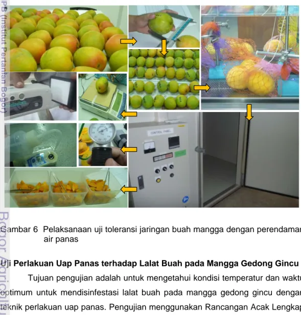 Gambar 6  Pelaksanaan uji toleransi jaringan buah mangga dengan perendaman  air panas 