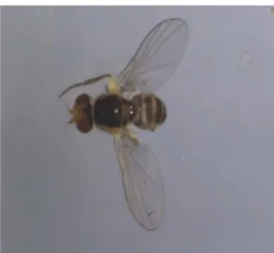 Gambar 7. SeranggaDewasa Lalat Buah Drosophila sp. (Diptera : Drosophilidae) 