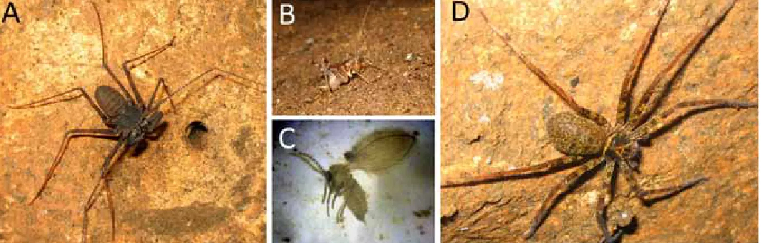 Gambar 2. Beberapa jenis Arthropoda tanah yang lazim dijumpai di Gua Anjani: (A). Stygophrynus dammermani, mempunyai 3 duri di  bagian dorsal pada pedipalp, (B)
